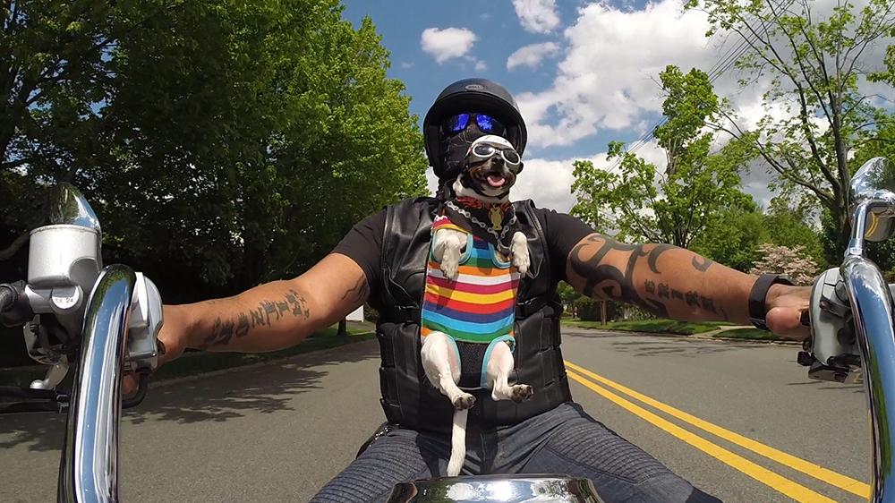 chihuahua on motorcycle with helmet