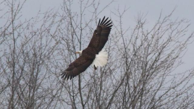 Meadowlands Eagles Back Home With More Security