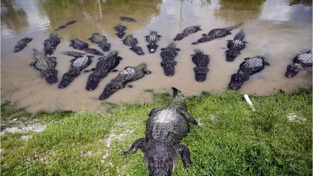 Alligator attacks rare in Florida, but nuisance gator numbers on rise