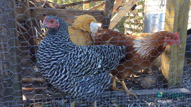 Ground Floor Farm Celebrates Its New Backyard Chickens